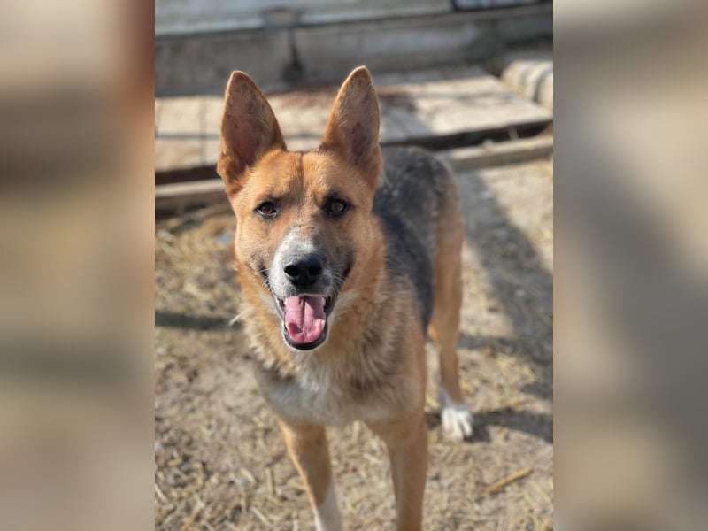 Scooby, endlich ein wirkliches Zuhause finden?