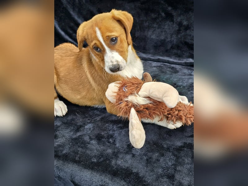 Vincent – Ein kleiner Charmeur mit großer Abenteuerlust sucht sein Zuhause