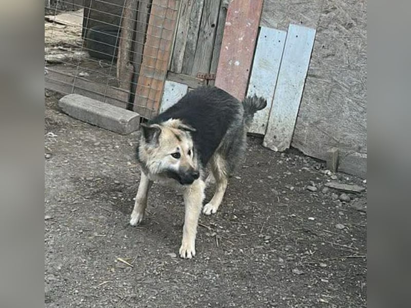 Marla, hübsche Junghündin sucht ihre Menschen