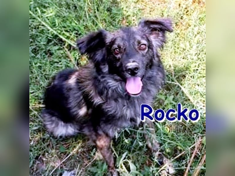 ROCKO ❤ sucht  Zuhause oder Pflegestelle
