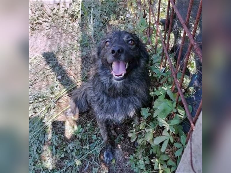 ROCKO ❤ sucht  Zuhause oder Pflegestelle