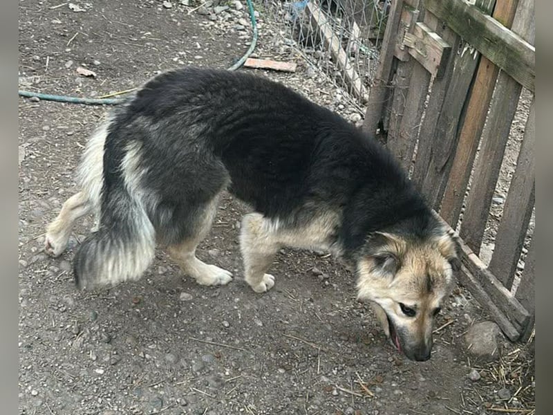 Marla, hübsche Junghündin sucht ihre Menschen