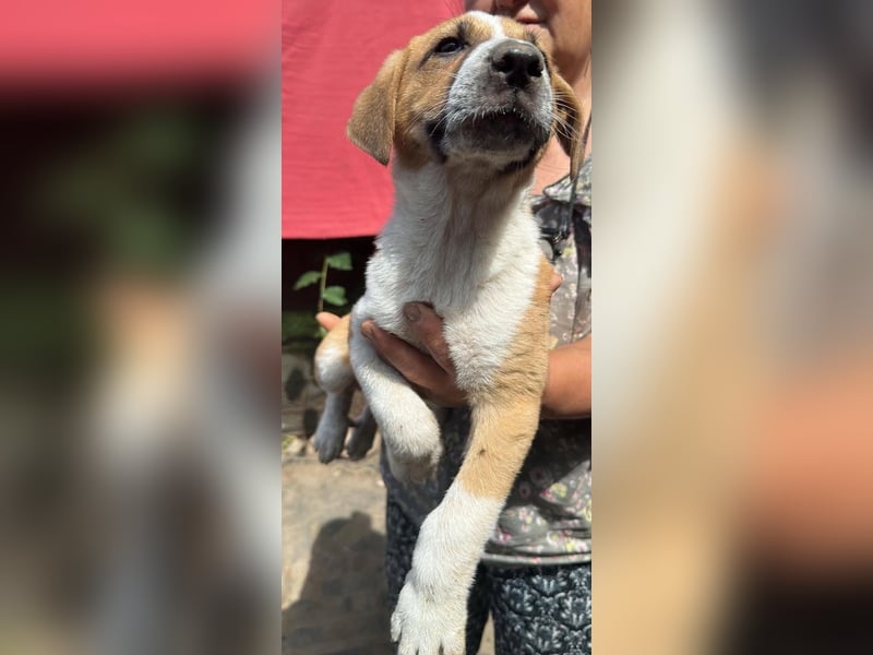 Cajou, Hundekind sucht Platz in seiner Familie