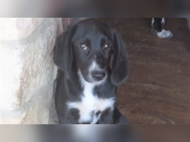 ORION ❤ sucht Zuhause oder Pflegestelle