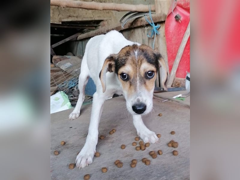 GREYTA ❤  sucht Zuhause oder Pflegestelle