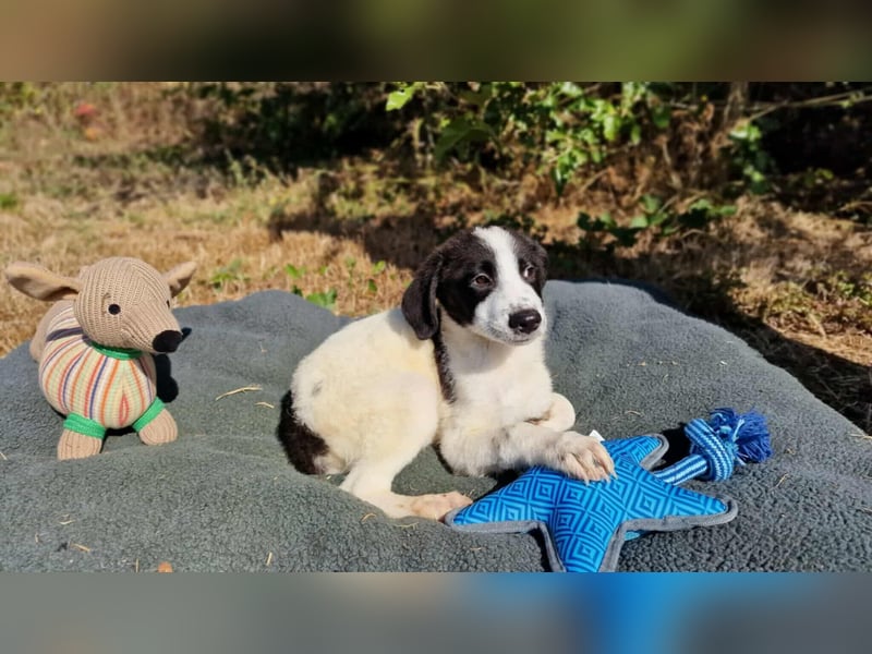 NEW YORK ❤ EILIG! sucht Zuhause oder Pflegestelle