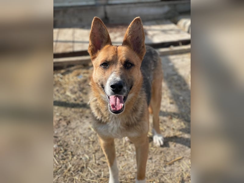 Scooby, endlich ein wirkliches Zuhause finden?