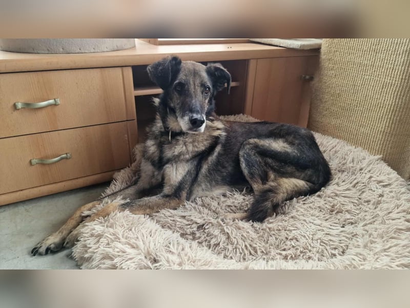VICTOR ❤  wartet in 45770 Marl auf Dich