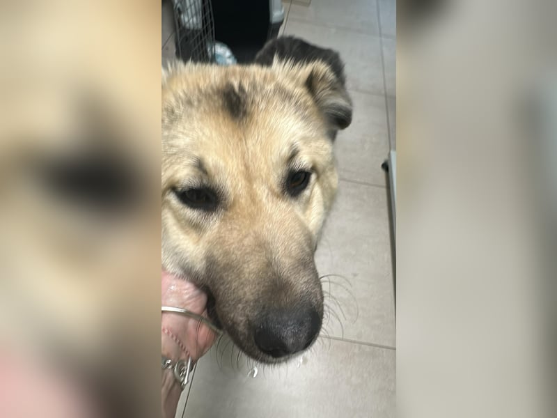 Marla, hübsche Junghündin sucht ihre Menschen