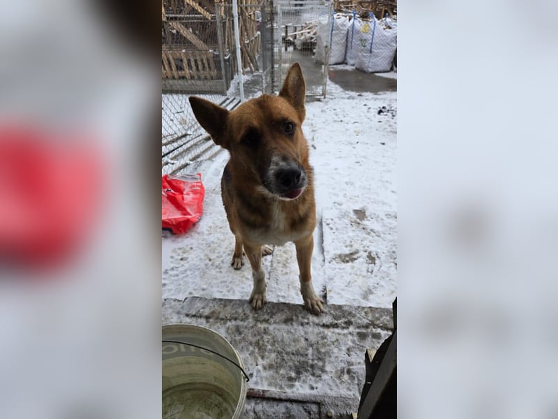 Scooby, endlich ein wirkliches Zuhause finden?