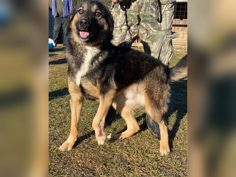 DEX ❤ EILIG! sucht Zuhause