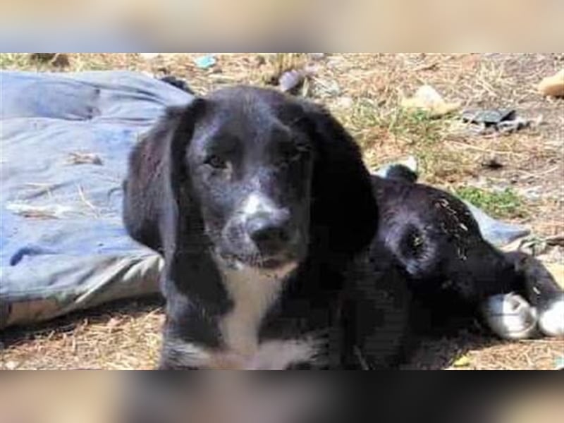 ORION ❤ sucht Zuhause oder Pflegestelle