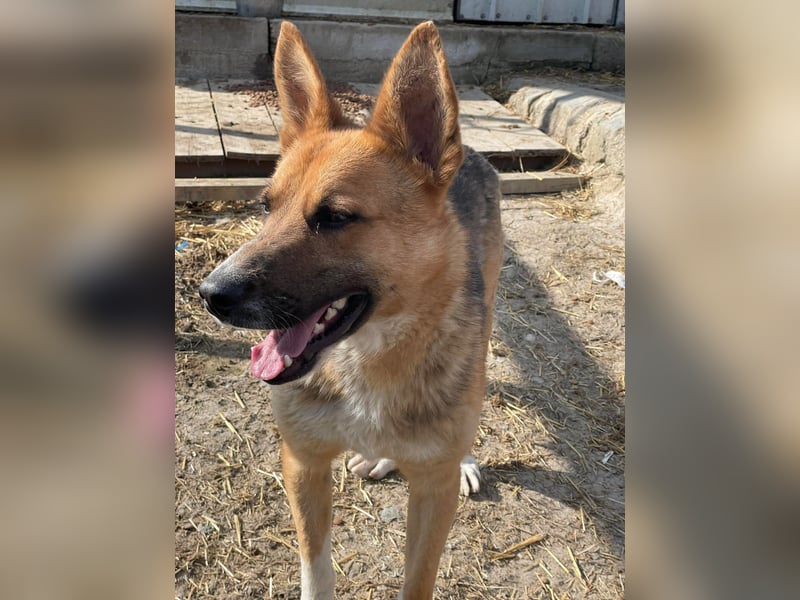 Scooby, endlich ein wirkliches Zuhause finden?