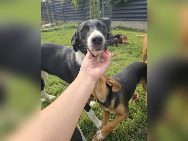 Nina – Eine lebensfrohe kleine Hundedame sucht ihr großes Glück!
