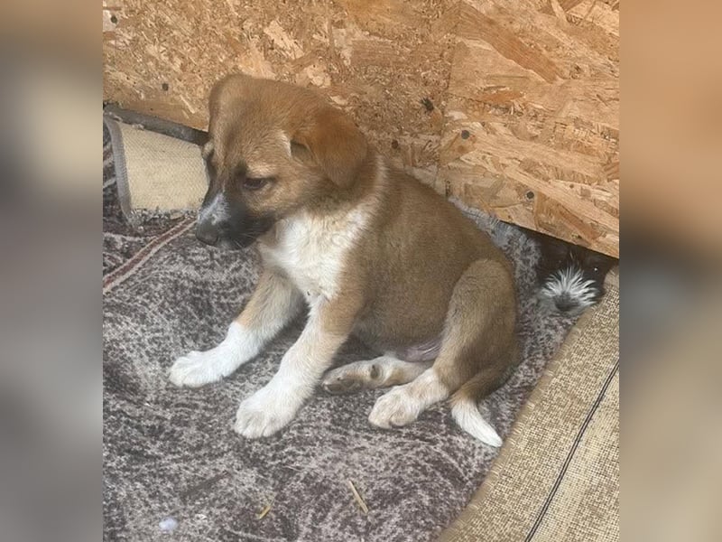 Cosmo, kleiner Hundemann auf der Suche nach dem Glück