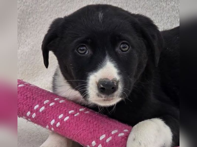 Nina – Eine lebensfrohe kleine Hundedame sucht ihr großes Glück!