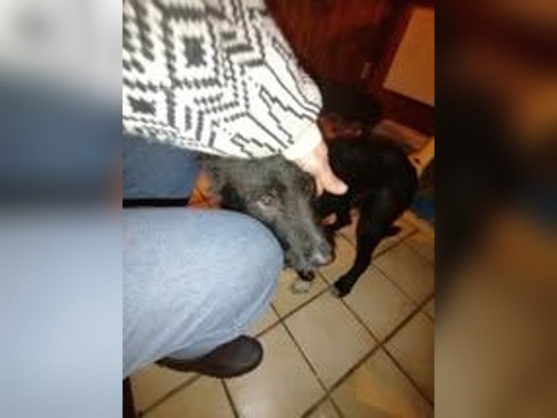LEO ❤️  wartet in 51570 Windeck auf Dich