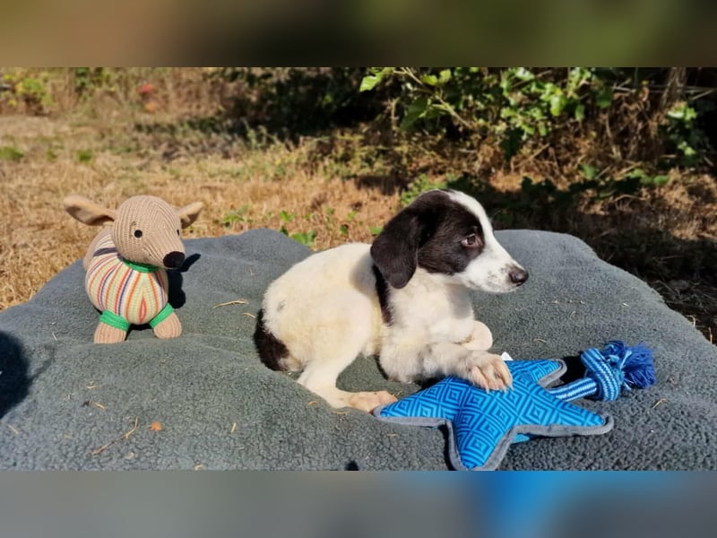 NEW YORK ❤ EILIG! sucht Zuhause oder Pflegestelle