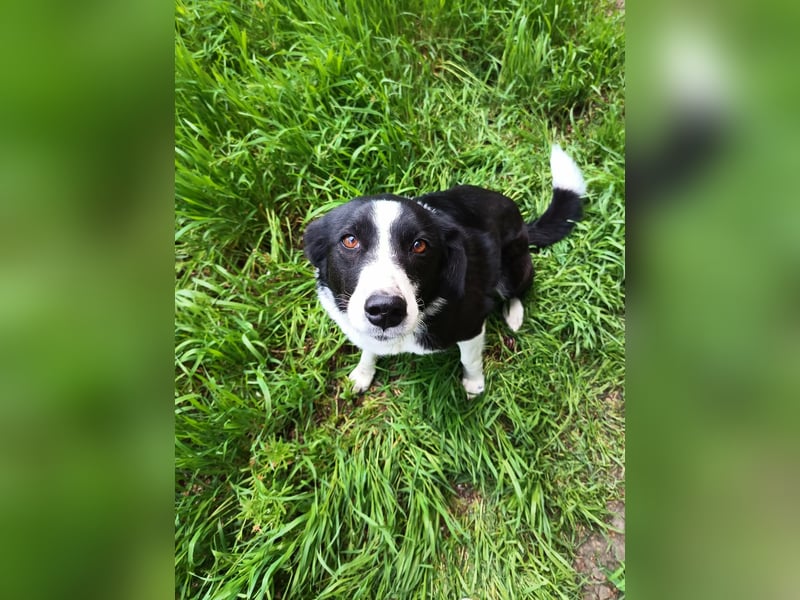CHERNUSHA❤ EILIG!  sucht Zuhause oder Pflegestelle
