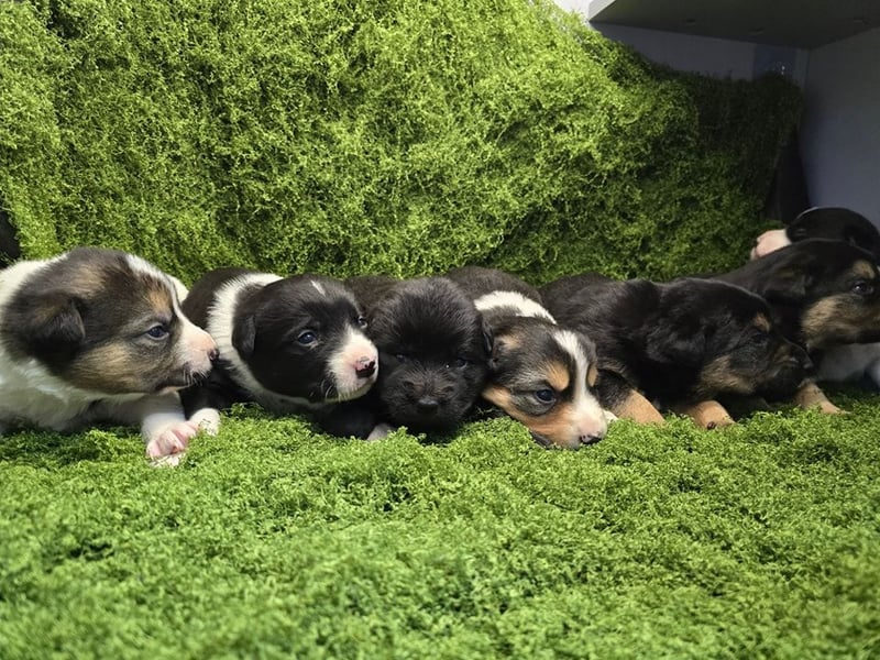 Nina – Eine lebensfrohe kleine Hundedame sucht ihr großes Glück!