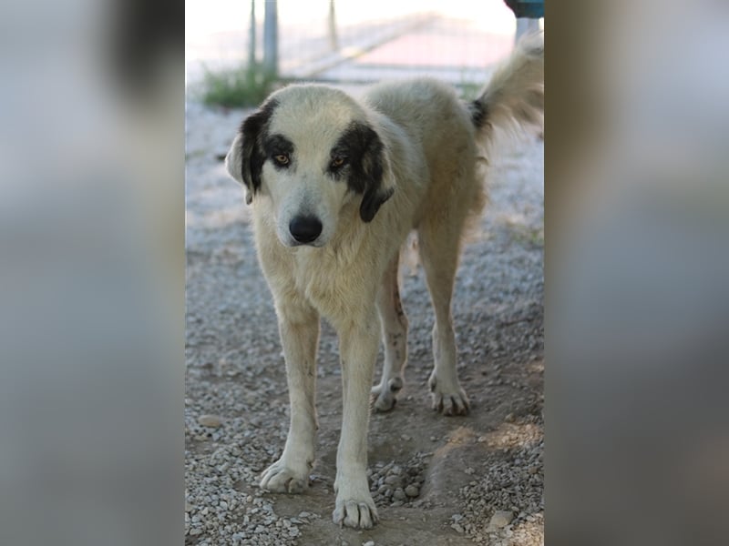 Günter, geb. ca. 09/2018, lebt in GRIECHENLAND, im städt. Tierheim Serres