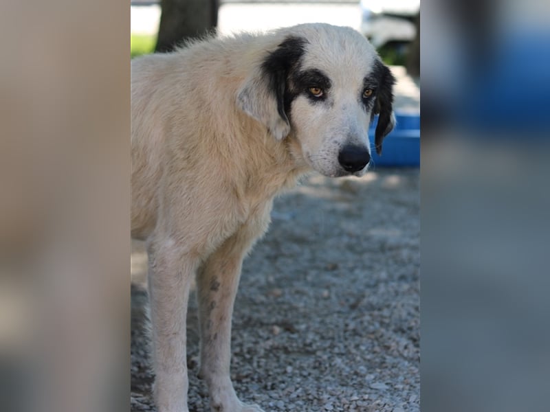 Günter, geb. ca. 09/2018, lebt in GRIECHENLAND, im städt. Tierheim Serres