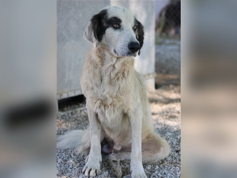 Günter, geb. ca. 09/2018, lebt in GRIECHENLAND, im städt. Tierheim Serres