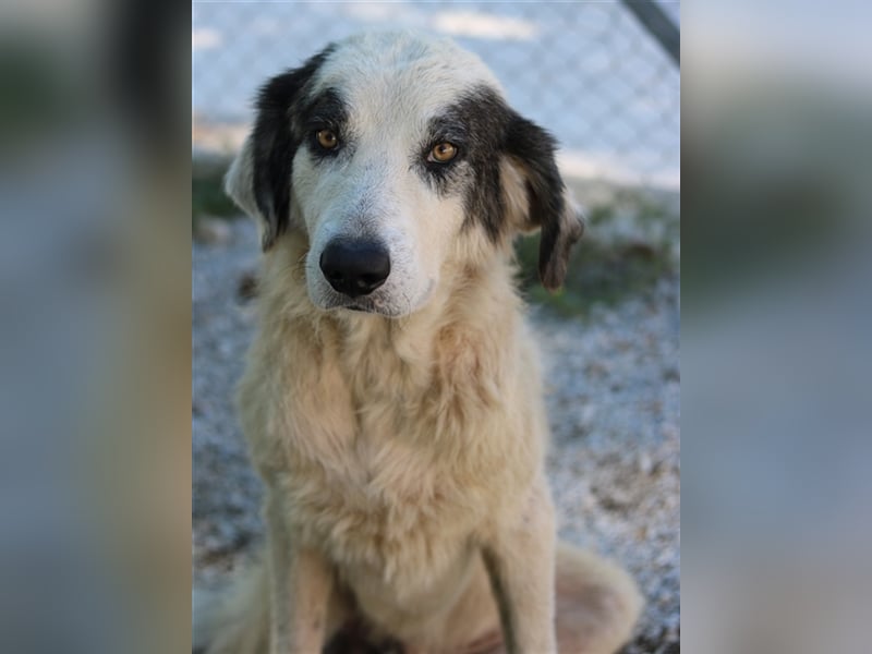 Günter, geb. ca. 09/2018, lebt in GRIECHENLAND, im städt. Tierheim Serres