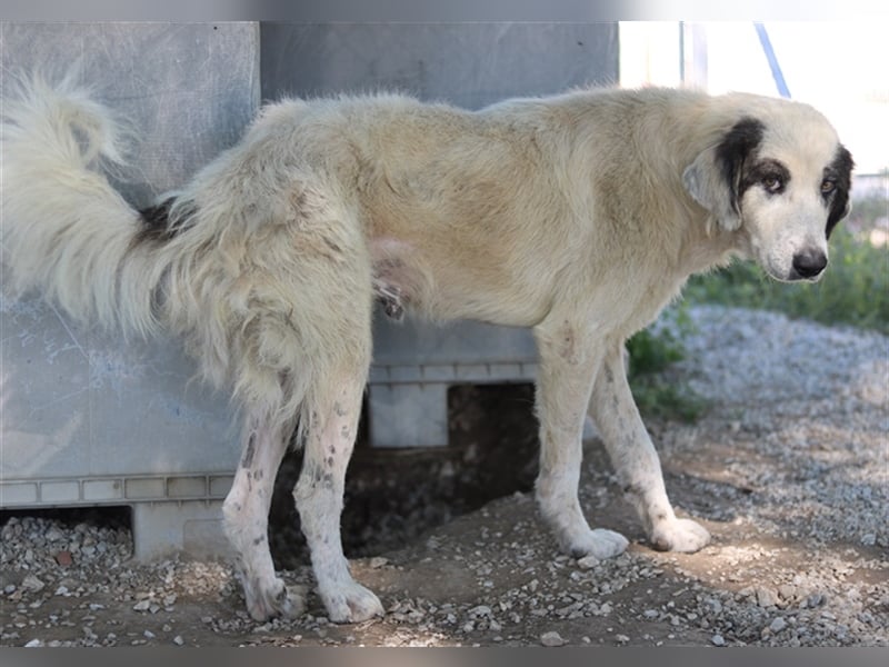 Günter, geb. ca. 09/2018, lebt in GRIECHENLAND, im städt. Tierheim Serres