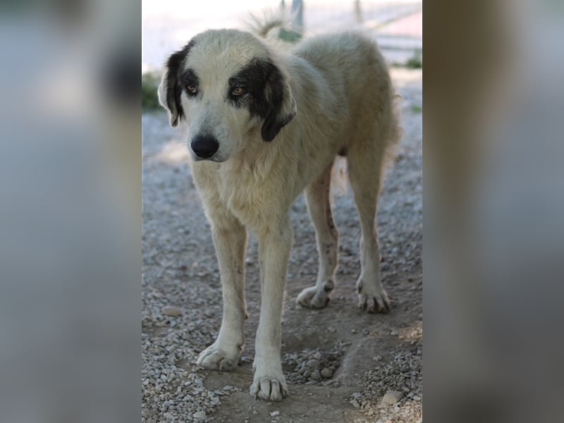 Günter, geb. ca. 09/2018, lebt in GRIECHENLAND, im städt. Tierheim Serres