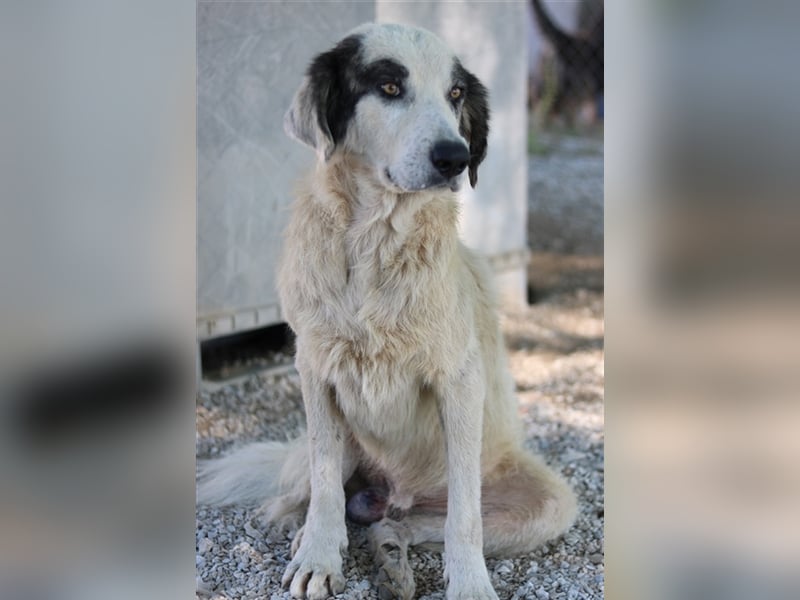 Günter, geb. ca. 09/2018, lebt in GRIECHENLAND, im städt. Tierheim Serres