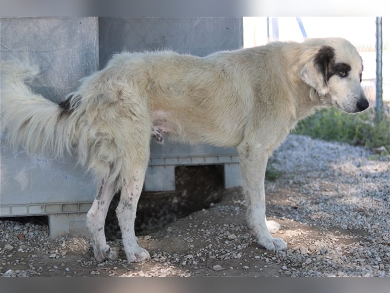 Günter, geb. ca. 09/2018, lebt in GRIECHENLAND, im städt. Tierheim Serres