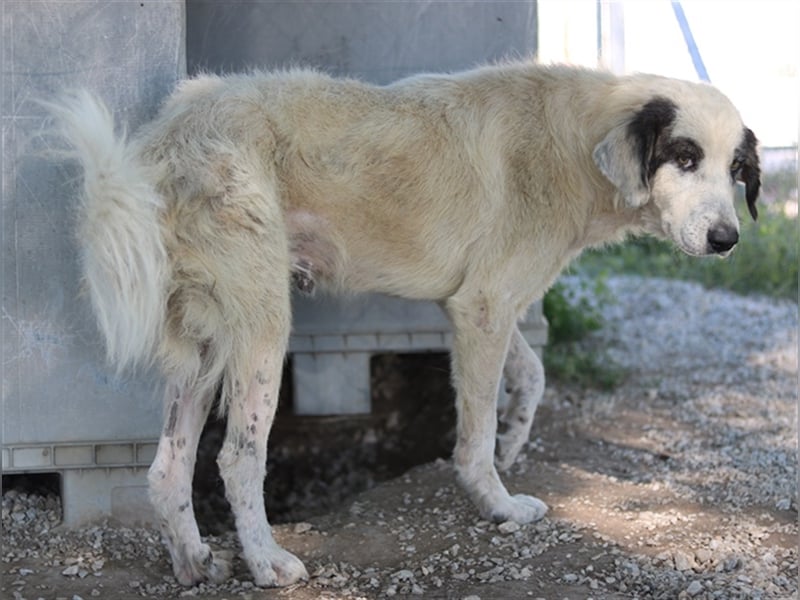 Günter, geb. ca. 09/2018, lebt in GRIECHENLAND, im städt. Tierheim Serres