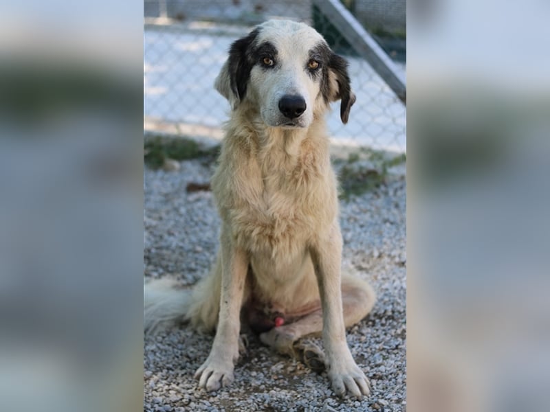 Günter, geb. ca. 09/2018, lebt in GRIECHENLAND, im städt. Tierheim Serres
