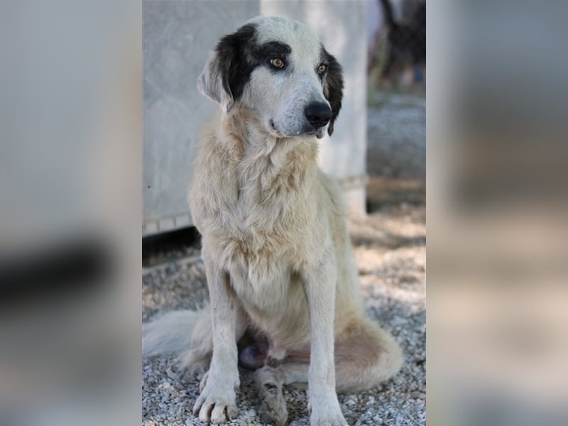 Günter, geb. ca. 09/2018, lebt in GRIECHENLAND, im städt. Tierheim Serres