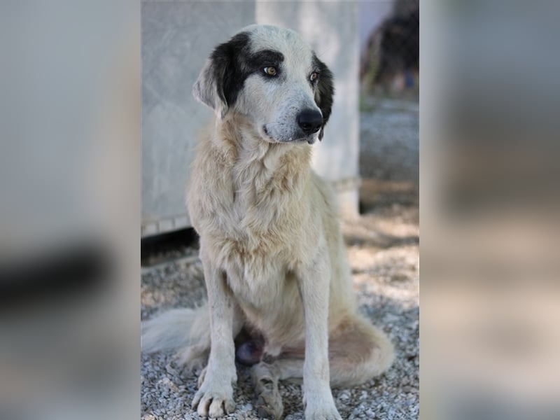 Günter, geb. ca. 09/2018, lebt in GRIECHENLAND, im städt. Tierheim Serres