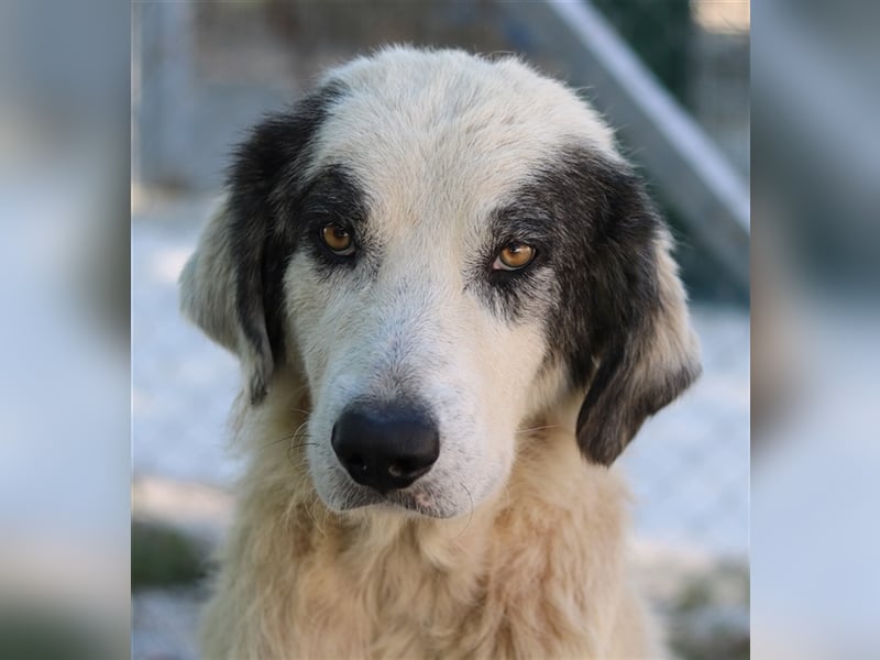 Günter, geb. ca. 09/2018, lebt in GRIECHENLAND, im städt. Tierheim Serres
