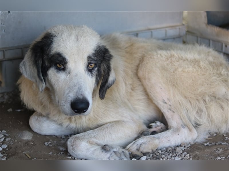 Günter, geb. ca. 09/2018, lebt in GRIECHENLAND, im städt. Tierheim Serres
