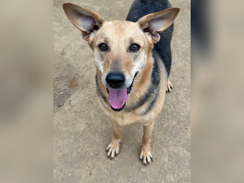 ROSALIE - unser toller Wonneproppen