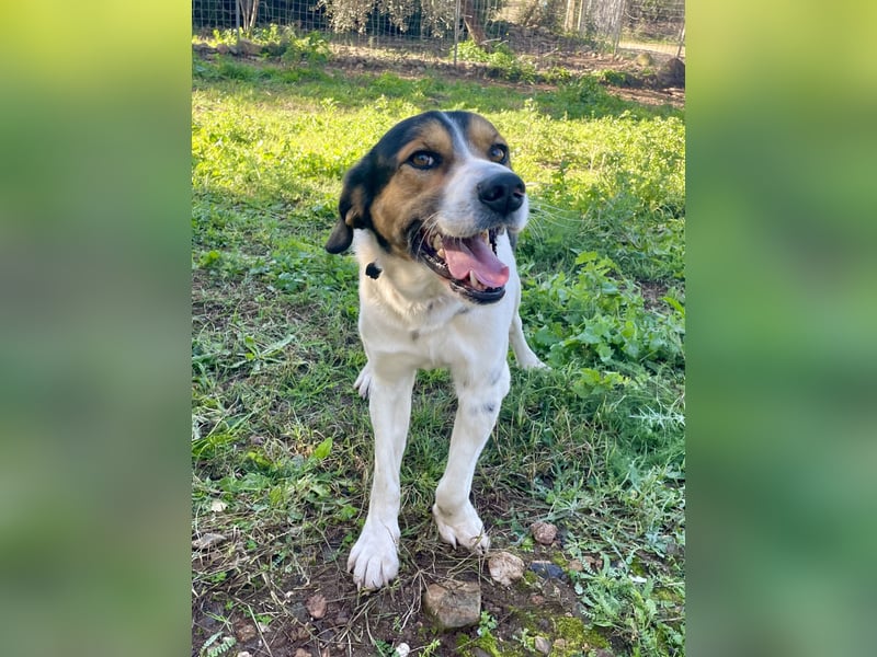 SONIC - HandicapHund mit Charakter