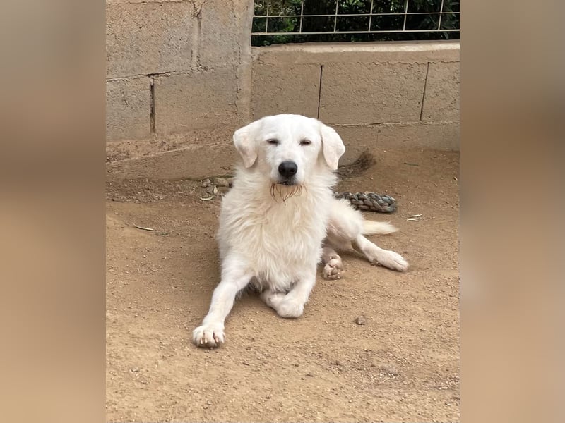 BONNY - der wahrscheinlich liebste Hund der Welt