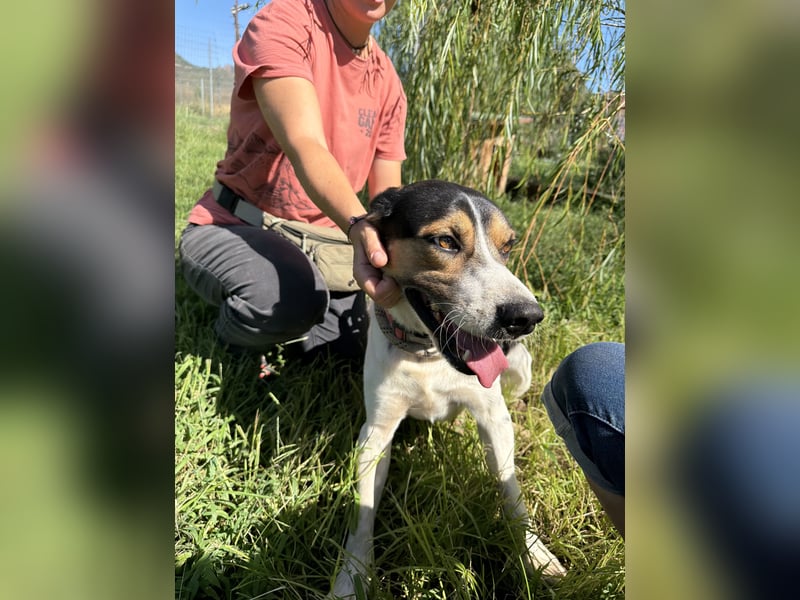 SONIC - HandicapHund mit tollem Charakter