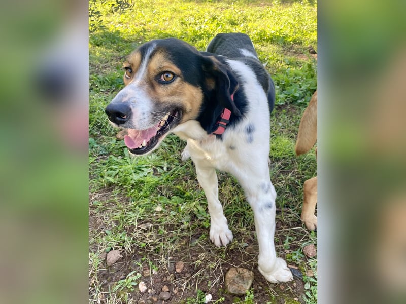 SONIC - HandicapHund mit Charakter