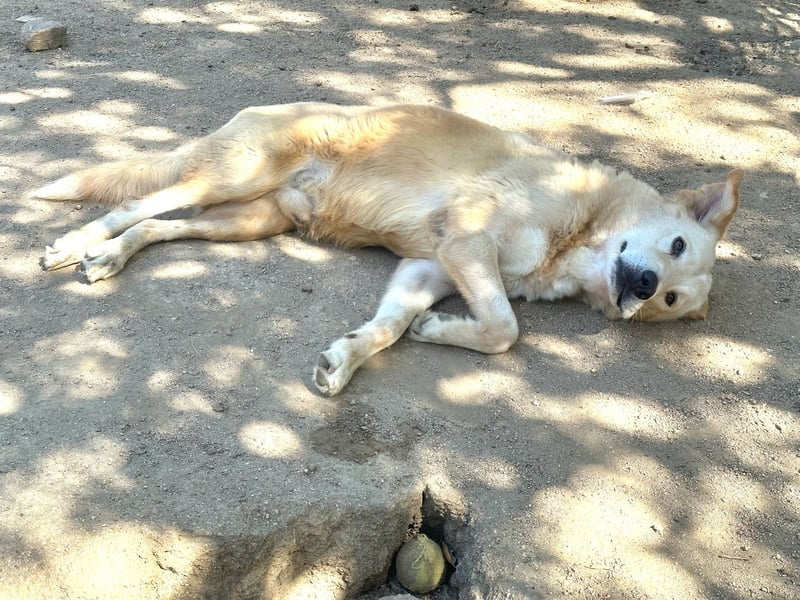 ANGELO - willensstark & liebesbedürftig