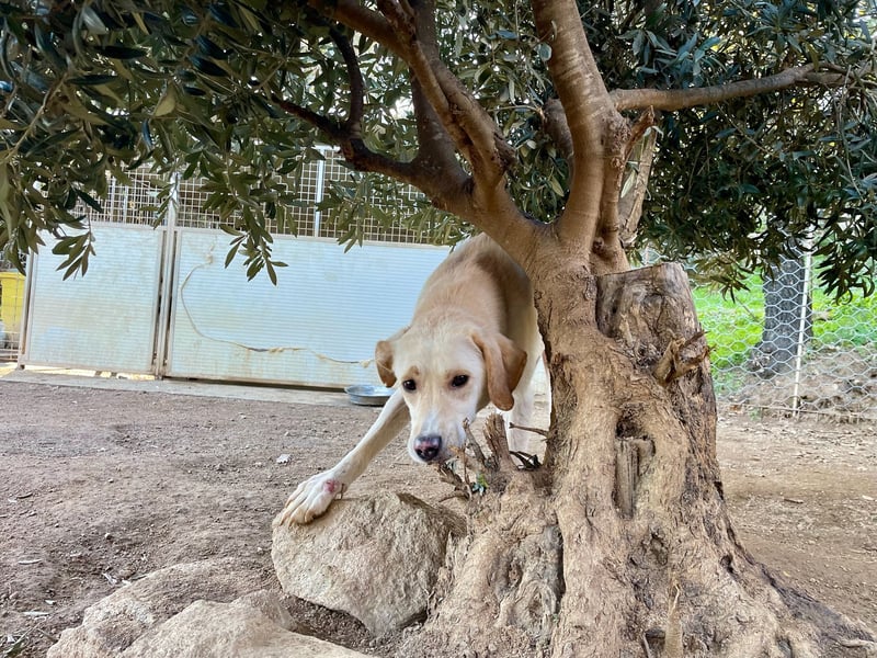 DEA - lieb und anlehnungsbedürftig