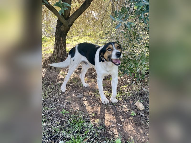 SONIC - HandicapHund mit Charakter