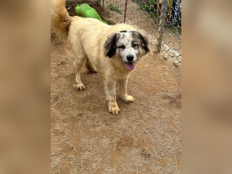 BOVALE - nett, verträglich & verspielt