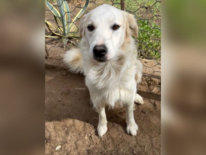 GAETANO - so schön wie ein Coverboy