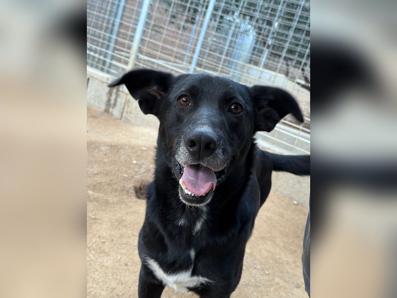 MIDA - der Stress im Rifugio ist zu viel für ihn