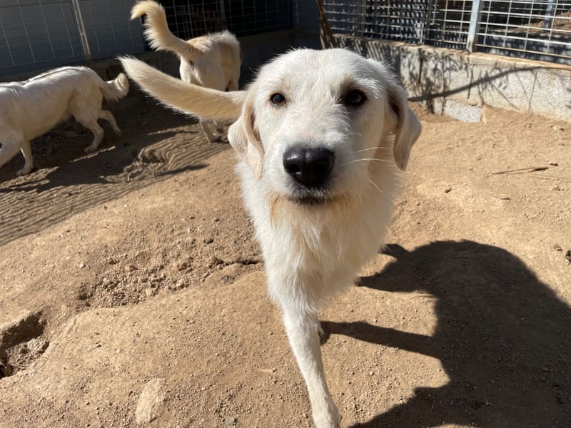 BONNY - der wahrscheinlich liebste Hund der Welt